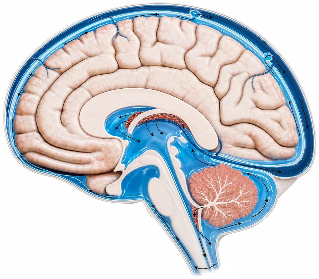Cerebrospinalvätska