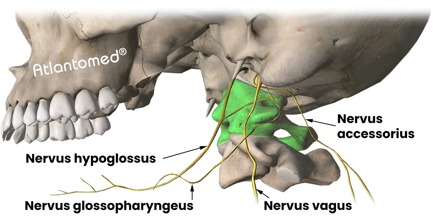 Accessorisk nerv, Glossopharyngeus-nerv, Vagusnerv, Hypoglossus-nerv och Atlasfelställning